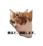 家の猫ズ@月（個別スタンプ：13）
