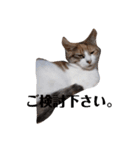 家の猫ズ@月（個別スタンプ：14）