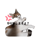 家の猫ズ@月（個別スタンプ：15）