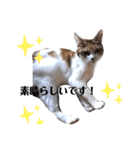 家の猫ズ@月（個別スタンプ：16）