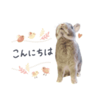 もぐとエマのシンプルすたんぷ（個別スタンプ：1）