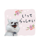 犬と豚の暮らし（個別スタンプ：1）