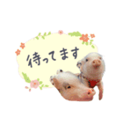 犬と豚の暮らし（個別スタンプ：2）