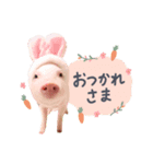 犬と豚の暮らし（個別スタンプ：3）
