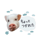 犬と豚の暮らし（個別スタンプ：5）