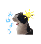 ねこねこさんだー（個別スタンプ：1）