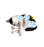 ねこねこさんだー（個別スタンプ：2）