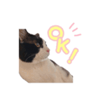 ねこねこさんだー（個別スタンプ：3）