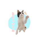 ねこねこさんだー（個別スタンプ：4）