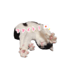 ねこねこさんだー（個別スタンプ：5）
