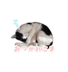 ねこねこさんだー（個別スタンプ：6）