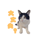 ねこねこさんだー（個別スタンプ：7）