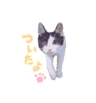 ねこねこさんだー（個別スタンプ：8）