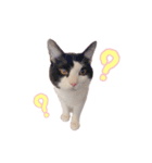 ねこねこさんだー（個別スタンプ：9）