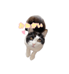 ねこねこさんだー（個別スタンプ：10）