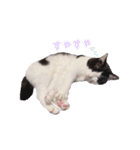 ねこねこさんだー（個別スタンプ：11）