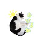 ねこねこさんだー（個別スタンプ：12）