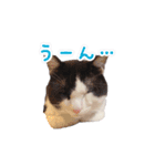 ねこねこさんだー（個別スタンプ：13）