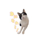 ねこねこさんだー（個別スタンプ：14）