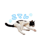 ねこねこさんだー（個別スタンプ：15）