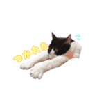 ねこねこさんだー（個別スタンプ：16）