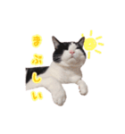 ねこねこさんだー（個別スタンプ：17）