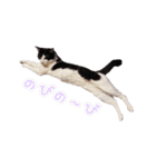 ねこねこさんだー（個別スタンプ：19）
