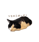 ねこねこさんだー（個別スタンプ：20）