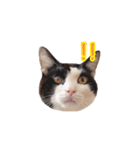 ねこねこさんだー（個別スタンプ：22）