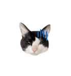 ねこねこさんだー（個別スタンプ：23）