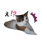 家の猫ズ@ビビ（個別スタンプ：1）