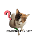 家の猫ズ@ビビ（個別スタンプ：5）