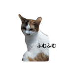 家の猫ズ@ビビ（個別スタンプ：10）