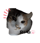 家の猫ズ@ビビ（個別スタンプ：12）