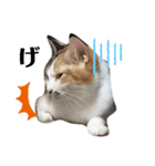 家の猫ズ@ビビ（個別スタンプ：13）