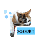 家の猫ズ@ビビ（個別スタンプ：14）