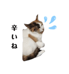 家の猫ズ@ビビ（個別スタンプ：15）