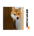豆柴の香桜(カグラ)ちゃん（個別スタンプ：1）
