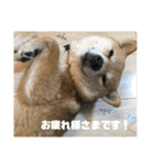 豆柴の香桜(カグラ)ちゃん（個別スタンプ：5）