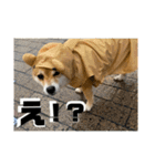 豆柴の香桜(カグラ)ちゃん（個別スタンプ：13）