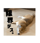 豆柴の香桜(カグラ)ちゃん（個別スタンプ：18）