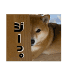 豆柴の香桜(カグラ)ちゃん（個別スタンプ：20）