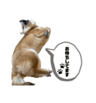 豆柴の香桜(カグラ)ちゃん（個別スタンプ：21）