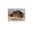 キジトラのベロちゃん（個別スタンプ：7）
