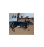 ペろちゃーん（個別スタンプ：9）