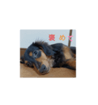 ペろちゃーん（個別スタンプ：13）