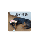 ペろちゃーん（個別スタンプ：14）