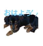ペろちゃーん（個別スタンプ：15）
