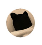 にゃーすけ①（個別スタンプ：8）