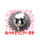 inusukin2（個別スタンプ：4）